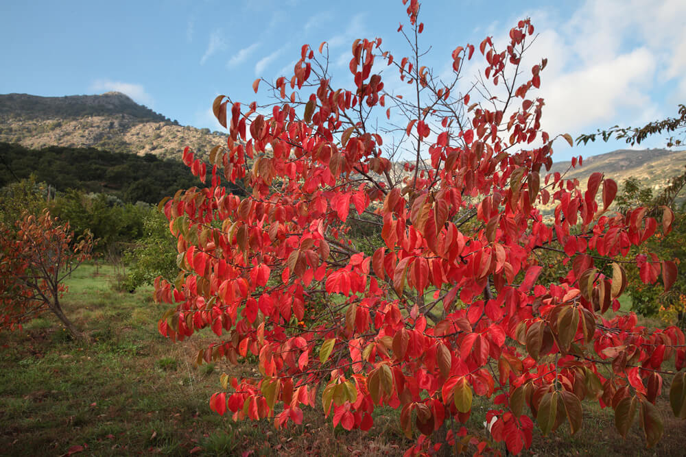 Jardin botanique fruitier d'Avapessa